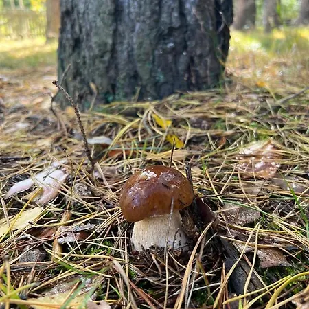 Kurort Semesterbostad *