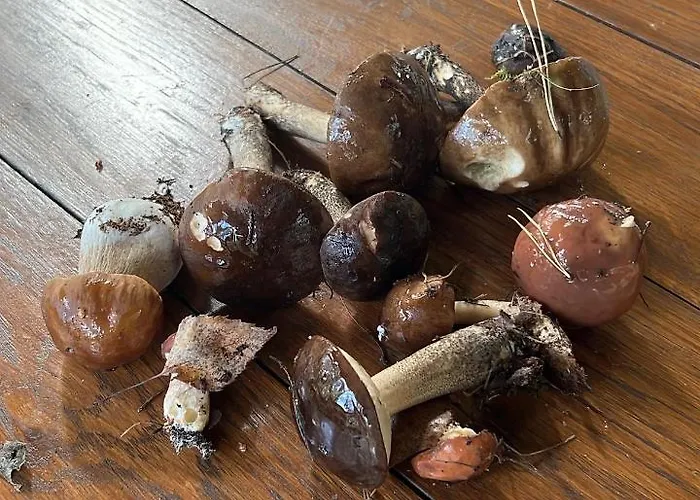 Kurort Mirowice-domek W Lesie, Z Balia Z Jacuzzi I Hydromasazem Mirowice